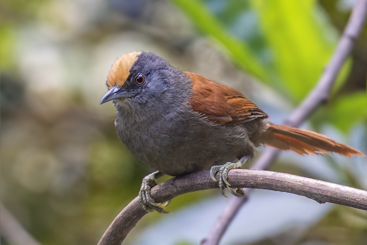 Light-crowned Spinetail (Buffy-crowned) - ML610242450