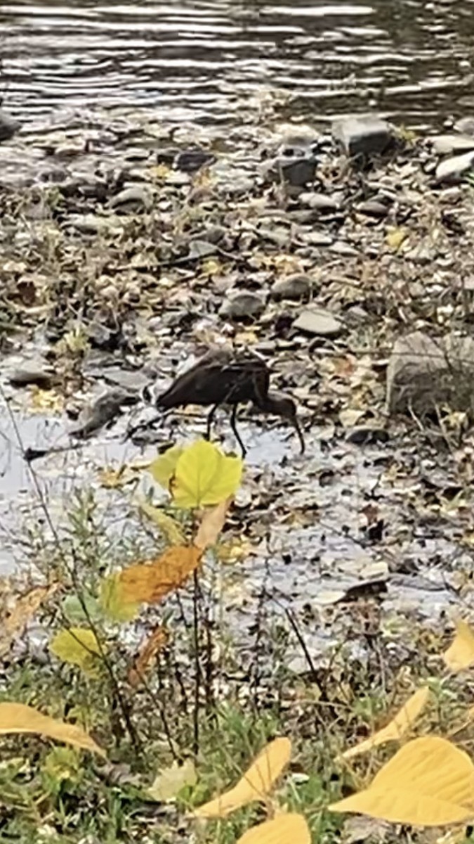 eBird Checklist 22 Oct 2023 West Elmira Riverine ForestWest 15