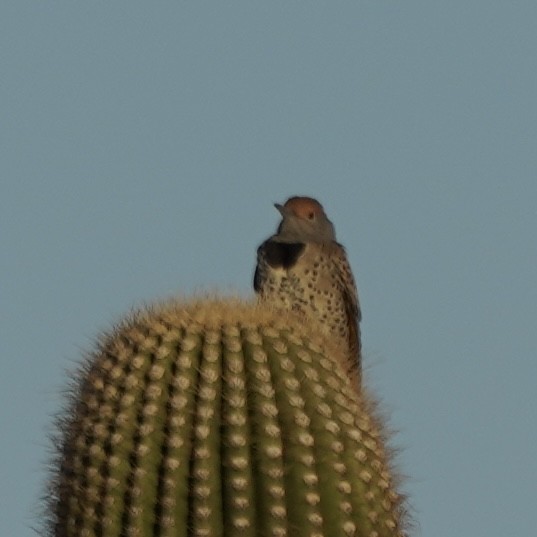 Pic des saguaros - ML610242832