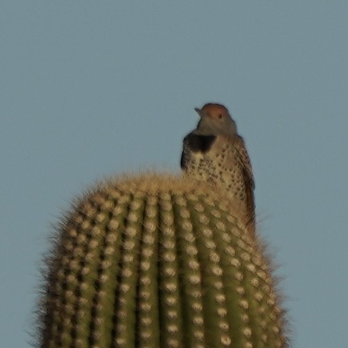 Pic des saguaros - ML610242833