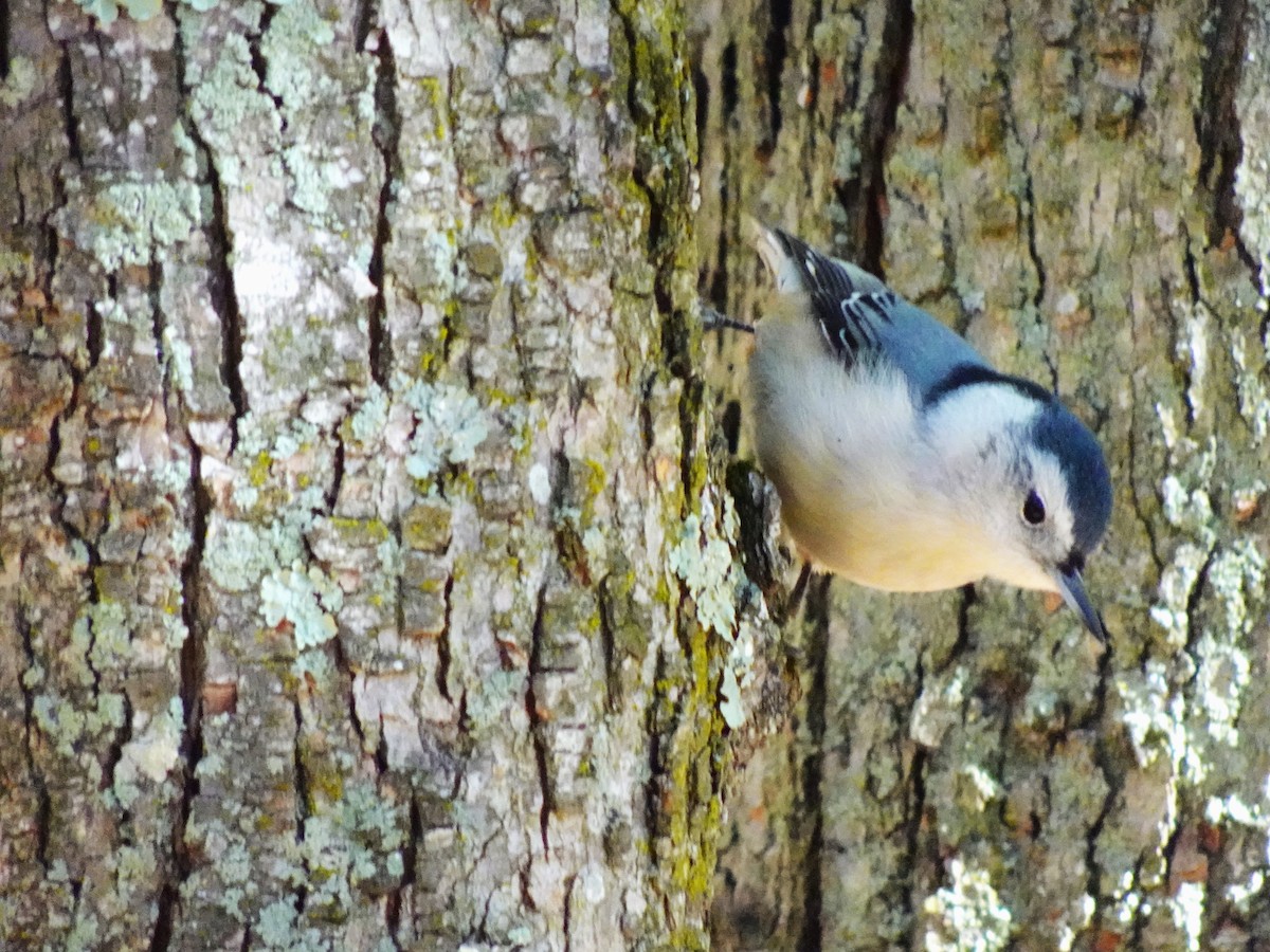 White-breasted Nuthatch - ML610243100