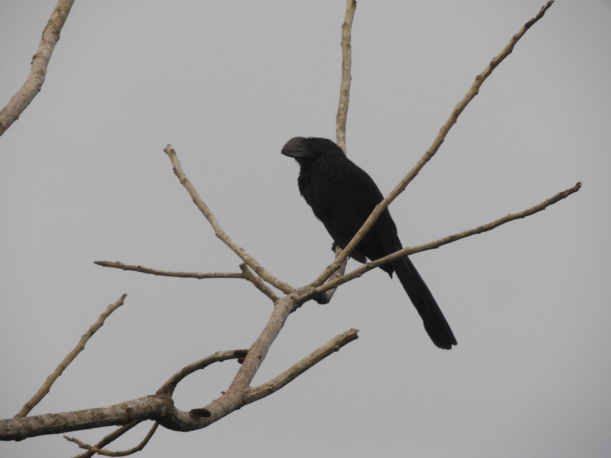 Smooth-billed/Groove-billed Ani - ML610243751