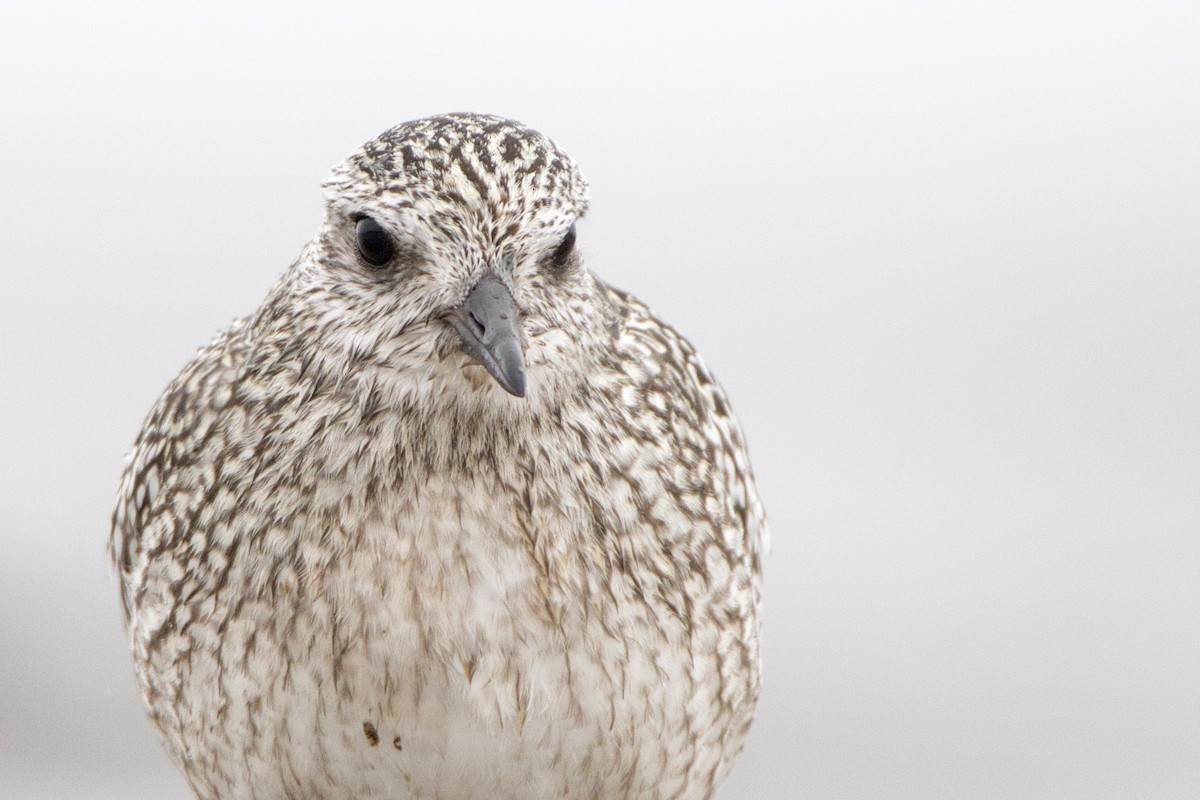 eBird Checklist 21 Oct 2023 RN de PointeYamachiche 34 species