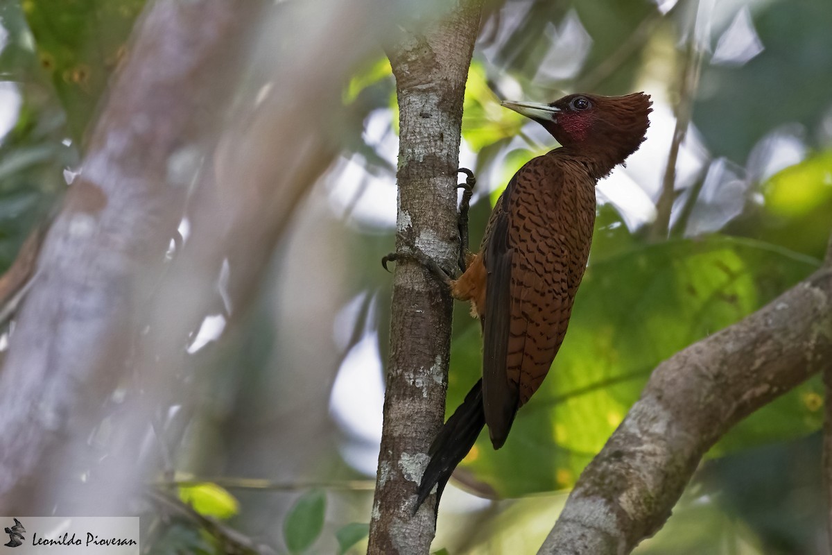 Waved Woodpecker (Waved) - ML610244339