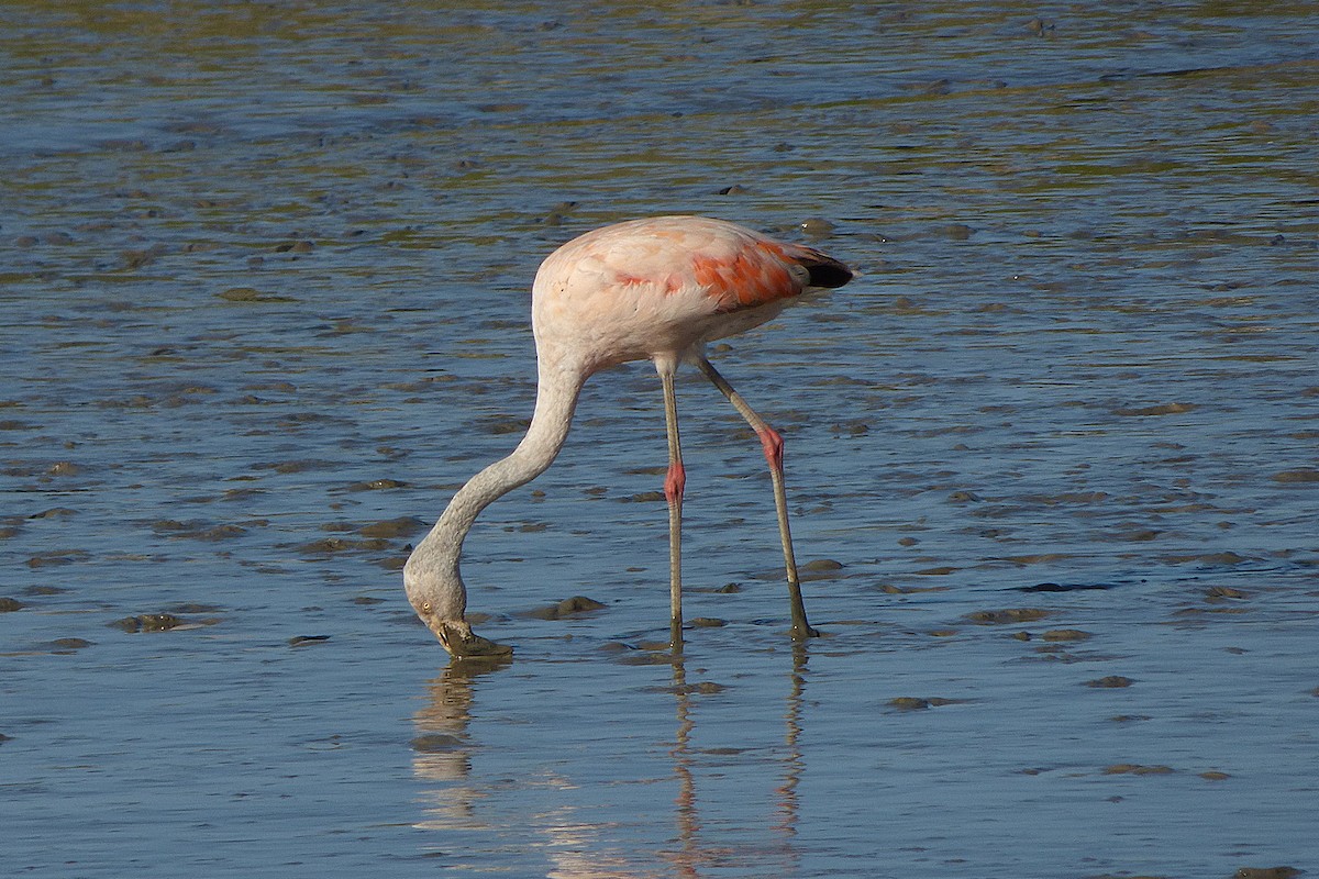 Chilean Flamingo - ML610244517