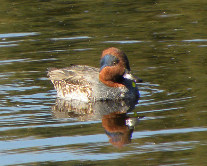 Green-winged Teal - ML610244900