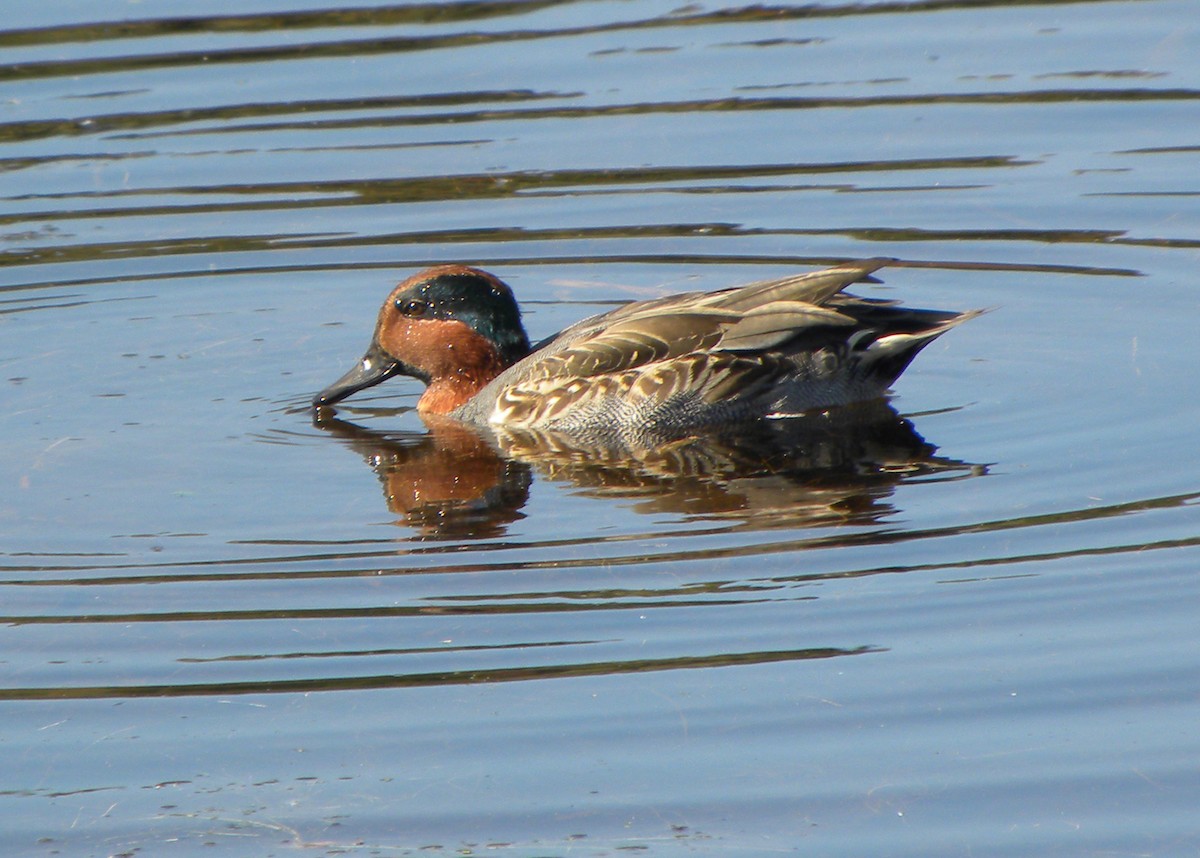 Green-winged Teal - ML610244935
