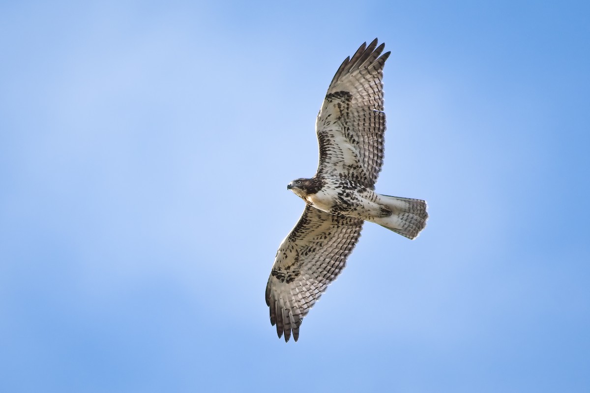 Red-tailed Hawk - ML610245018