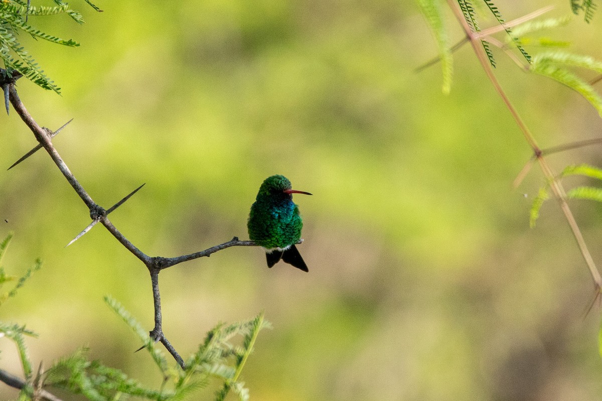 kolibřík lesklobřichý - ML610245398
