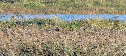 Kingfisher from Carlton Hide - Picture of Brandon Marsh Nature