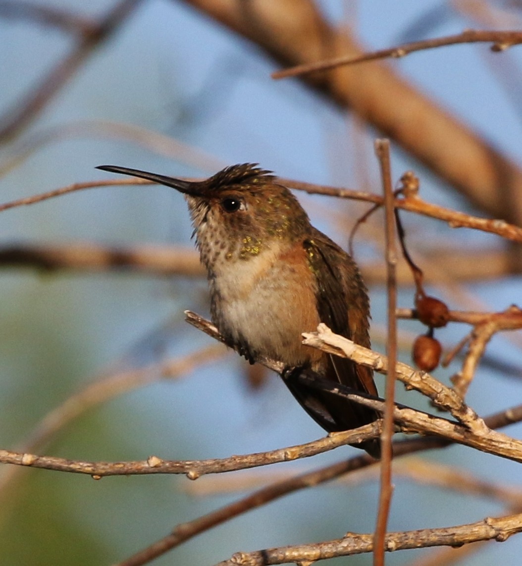 Allen's Hummingbird - ML61024571