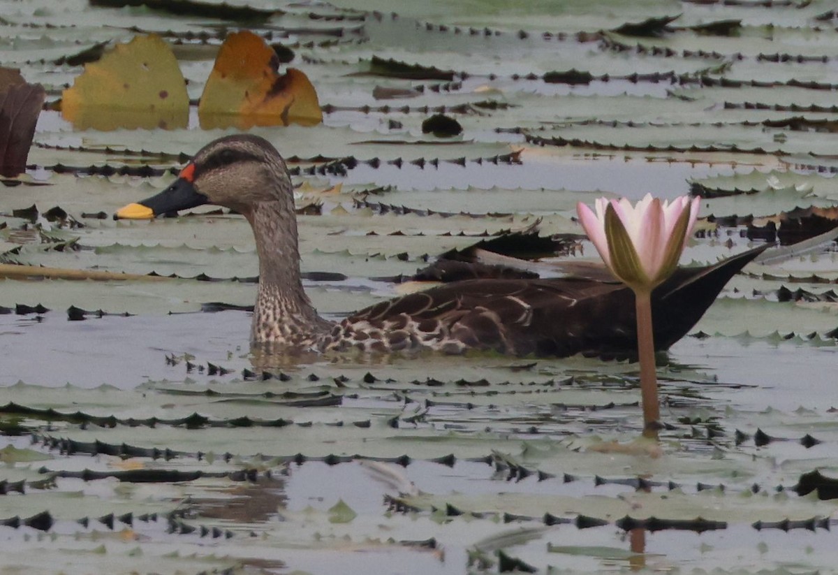 Indian Spot-billed Duck - ML610245730