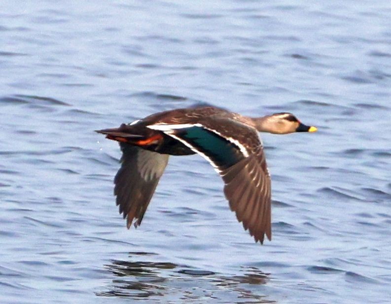 Indian Spot-billed Duck - ML610245731