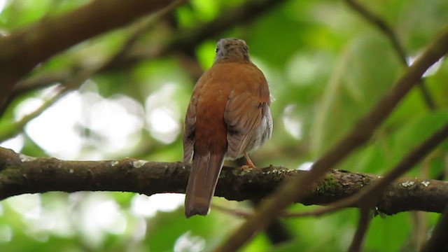 Andean Solitaire - ML610246076