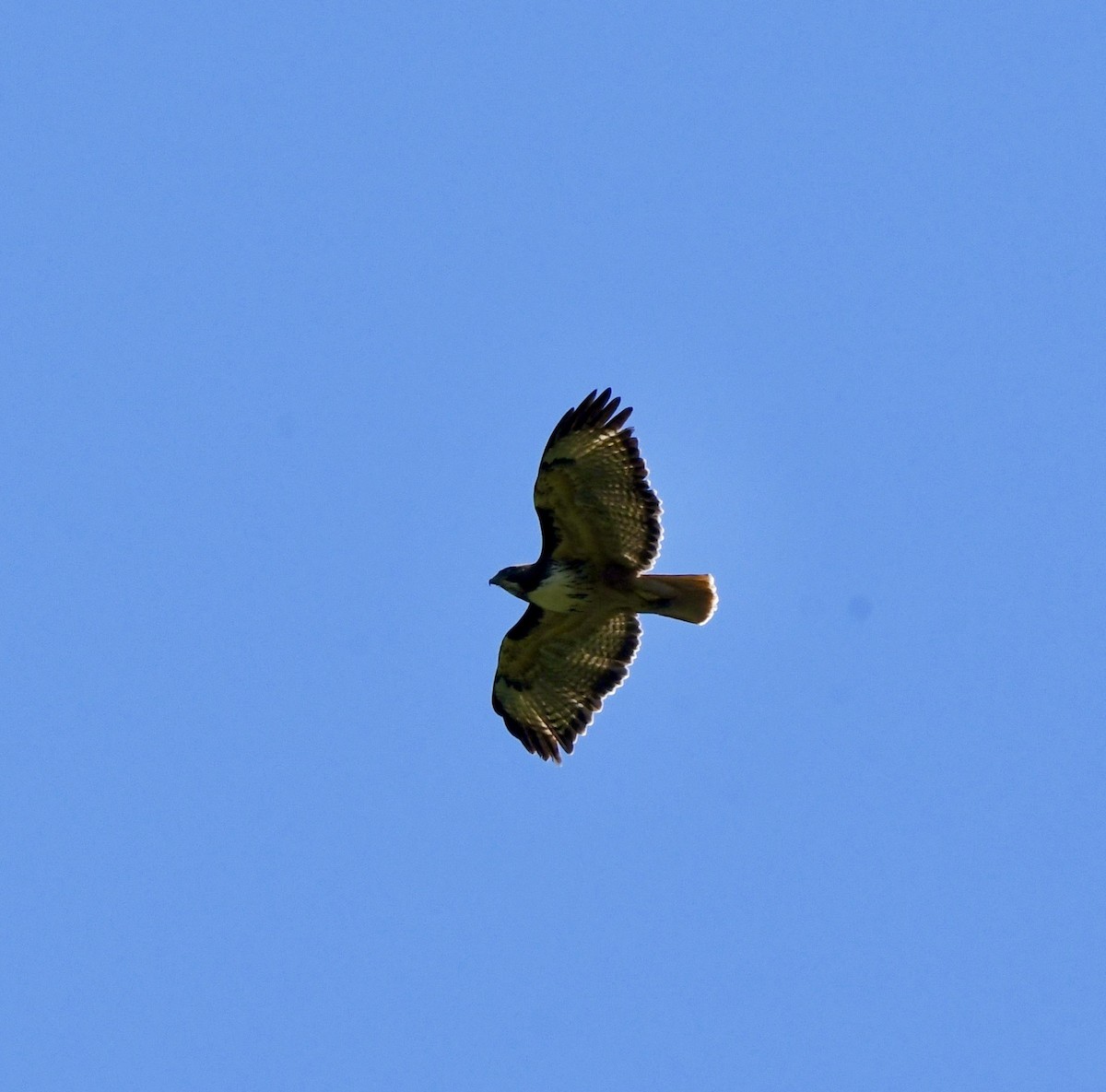 Red-tailed Hawk (costaricensis) - ML610246190