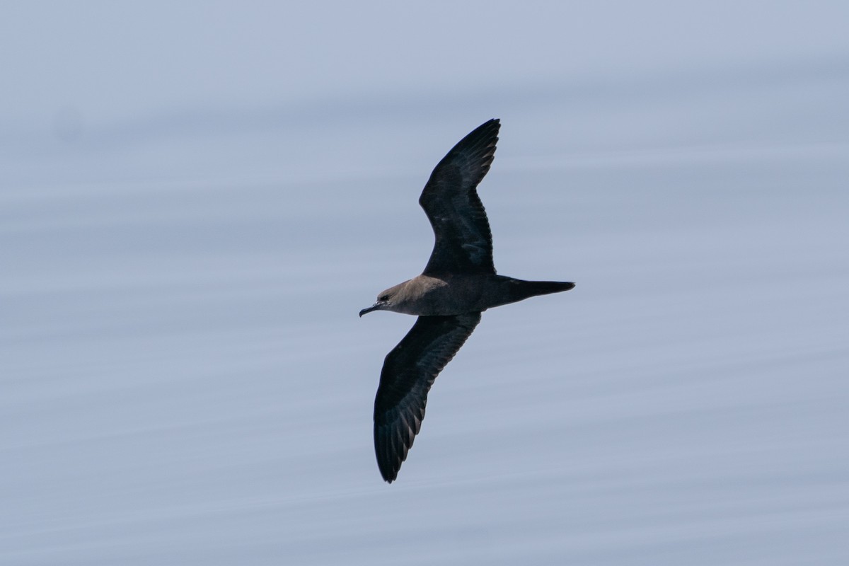 Wedge-tailed Shearwater - ML610246342