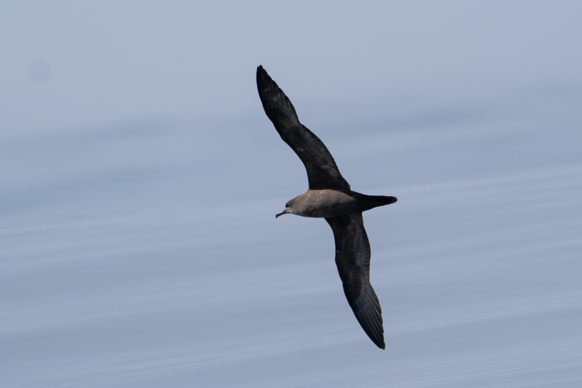 Wedge-tailed Shearwater - ML610246344