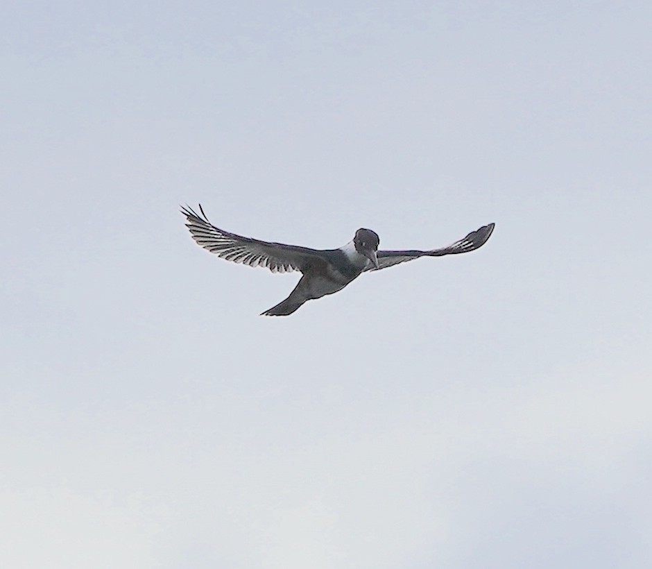 Belted Kingfisher - ML610246435