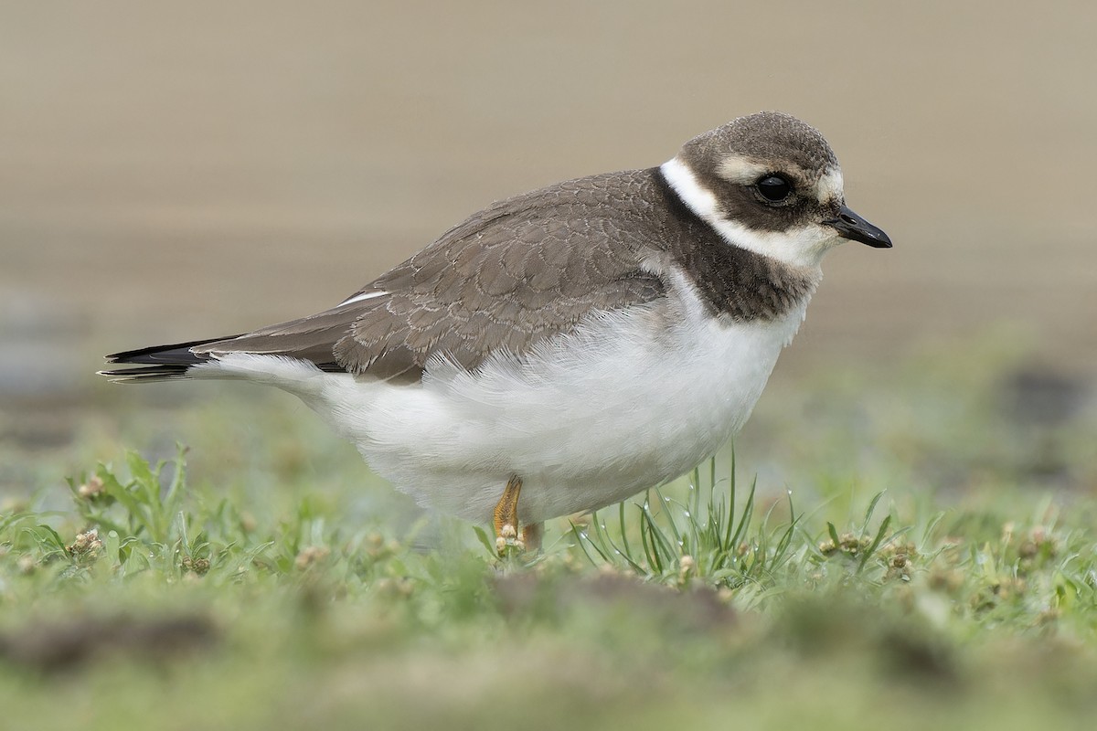 Common Ringed Plover - ML610247045