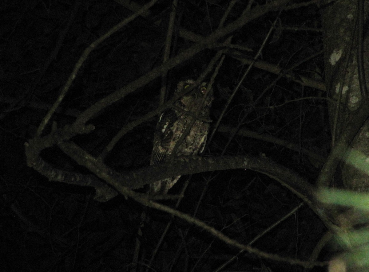 Montane Forest Screech-Owl - ML610247222