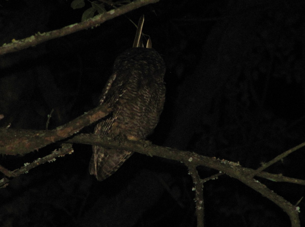 Montane Forest Screech-Owl - ML610247231