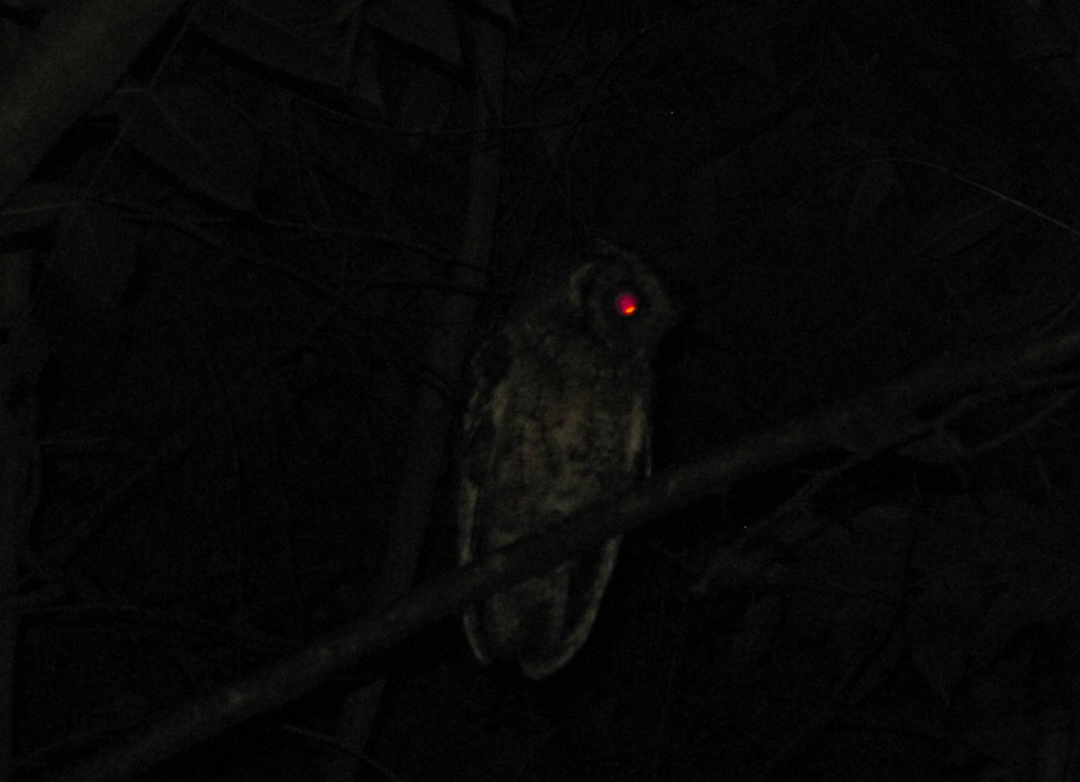 Montane Forest Screech-Owl - ML610247267