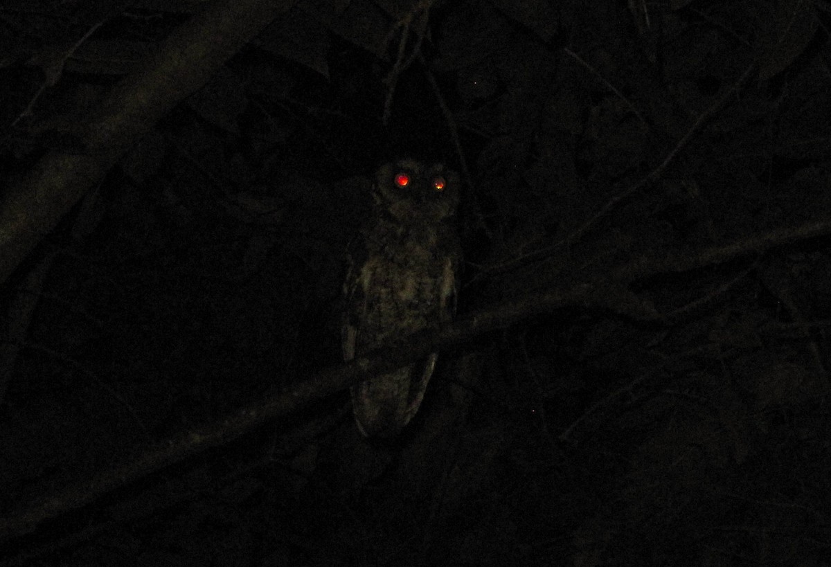 Montane Forest Screech-Owl - ML610247554