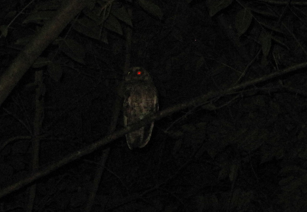 Montane Forest Screech-Owl - ML610247579