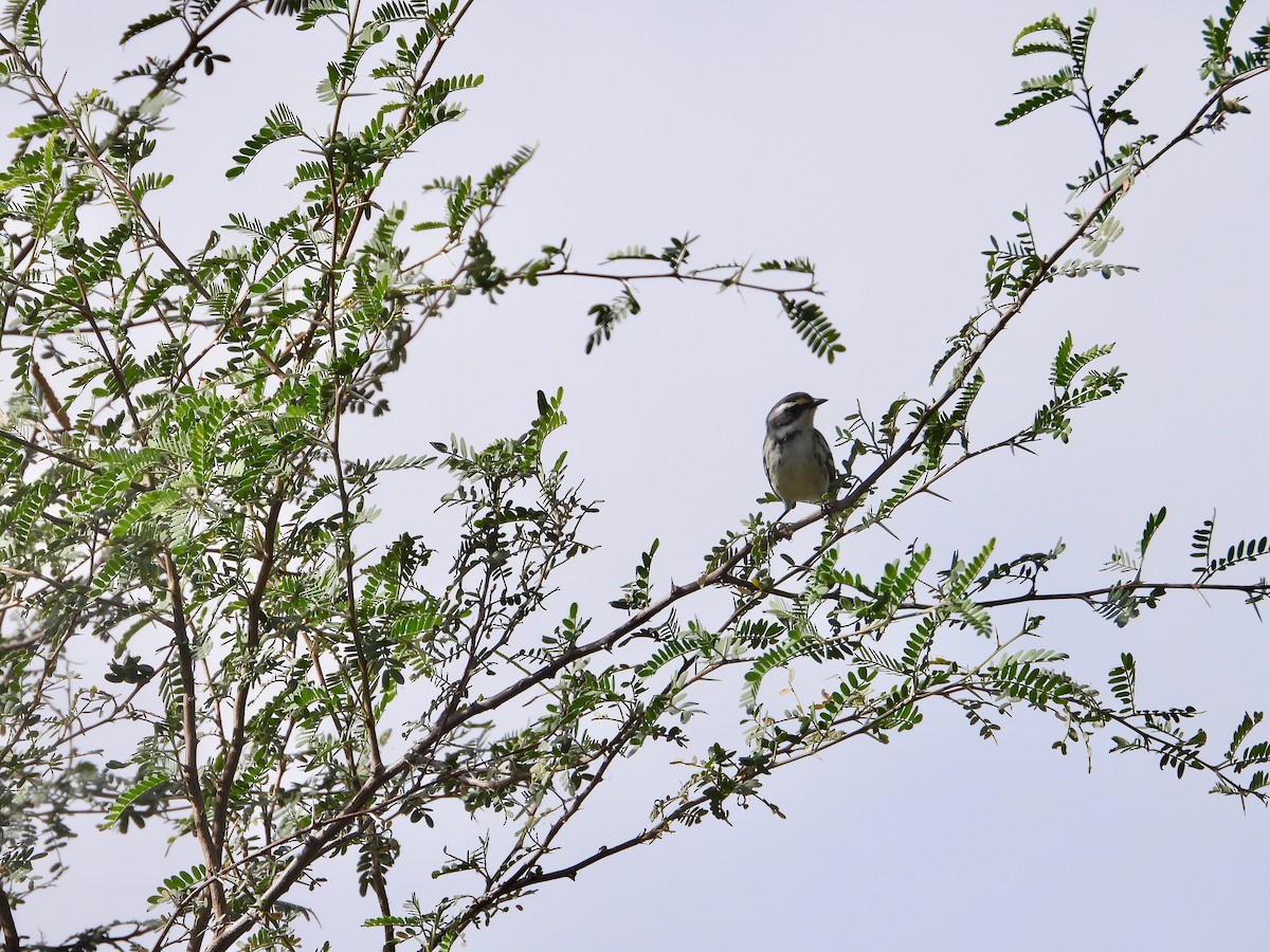 Black-throated Gray Warbler - ML610247724