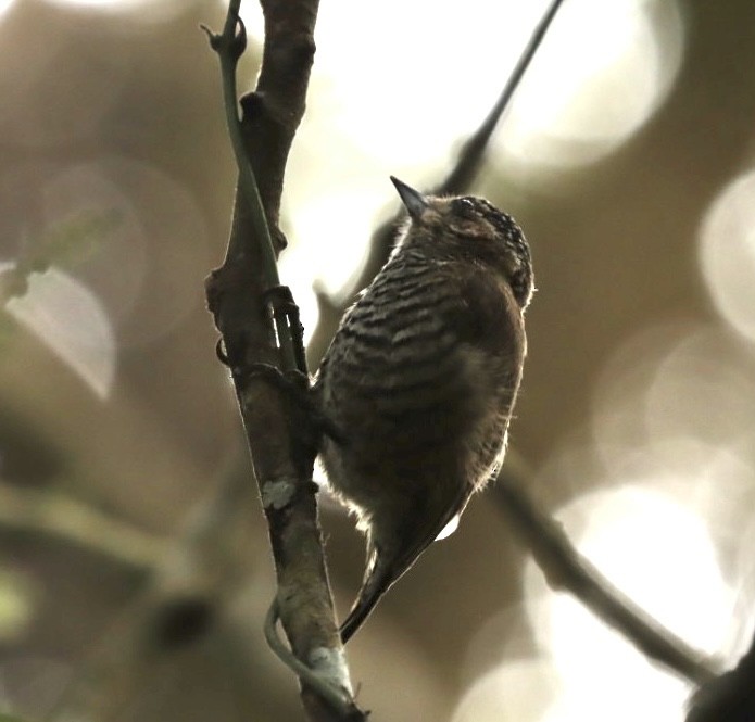 White-barred Piculet - ML610247750