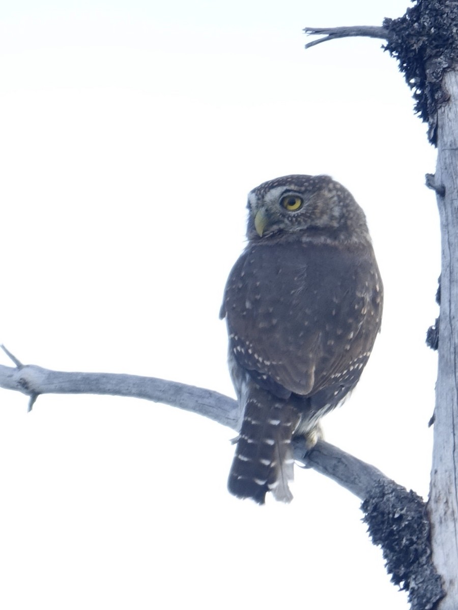 Northern Pygmy-Owl - ML610248263