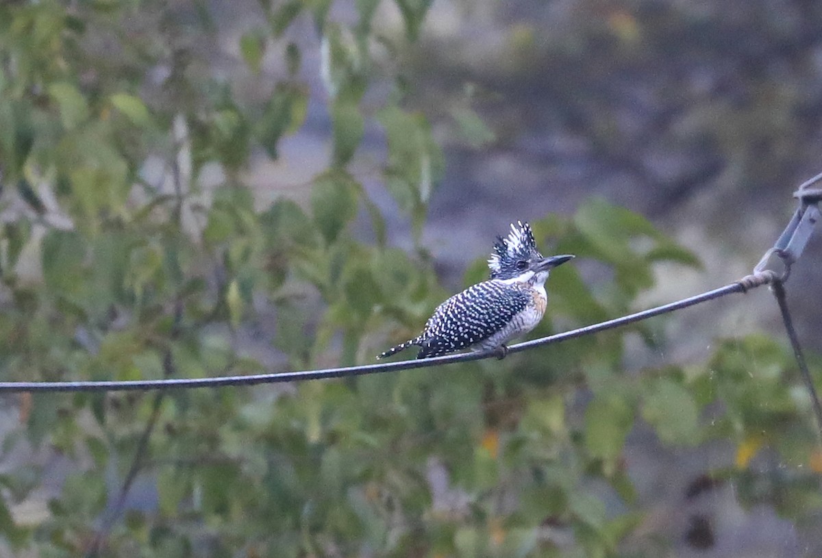 Crested Kingfisher - ML610248341