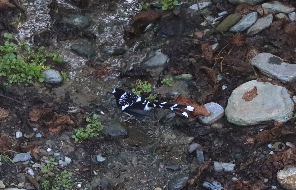Spotted Forktail - ML610248406