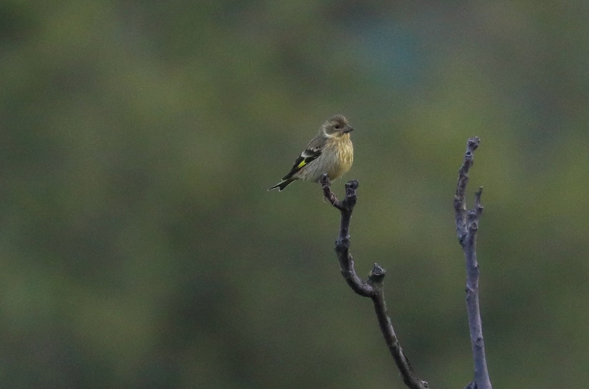 Yellow-breasted Greenfinch - ML610248429