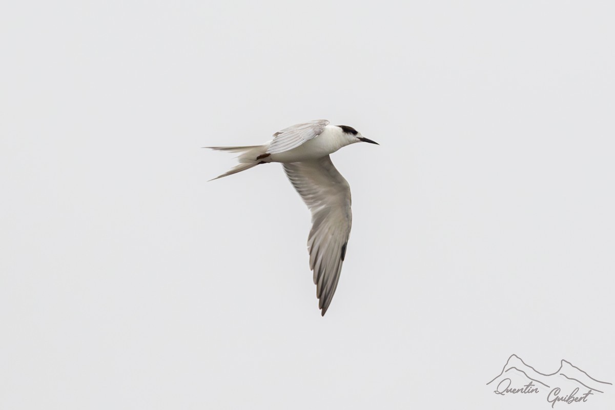 Common Tern - ML610249061