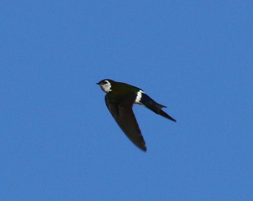Violet-green Swallow - ML61024911