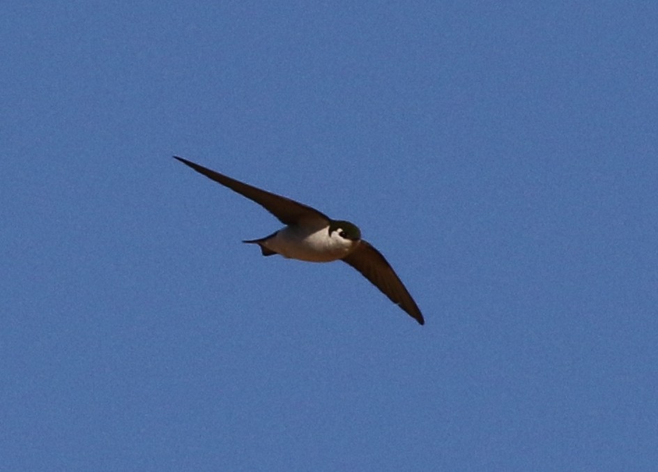 Violet-green Swallow - ML61024921