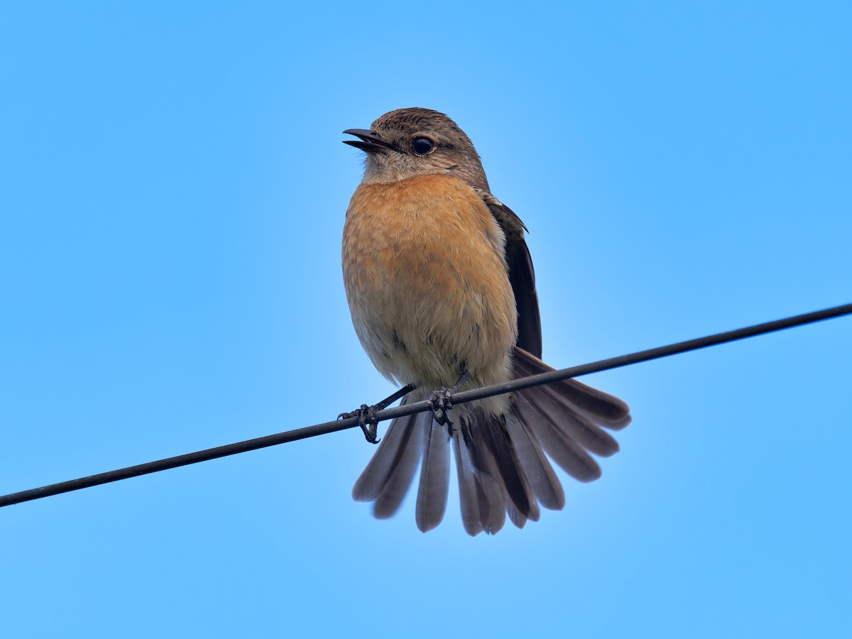 African Stonechat - ML610249407