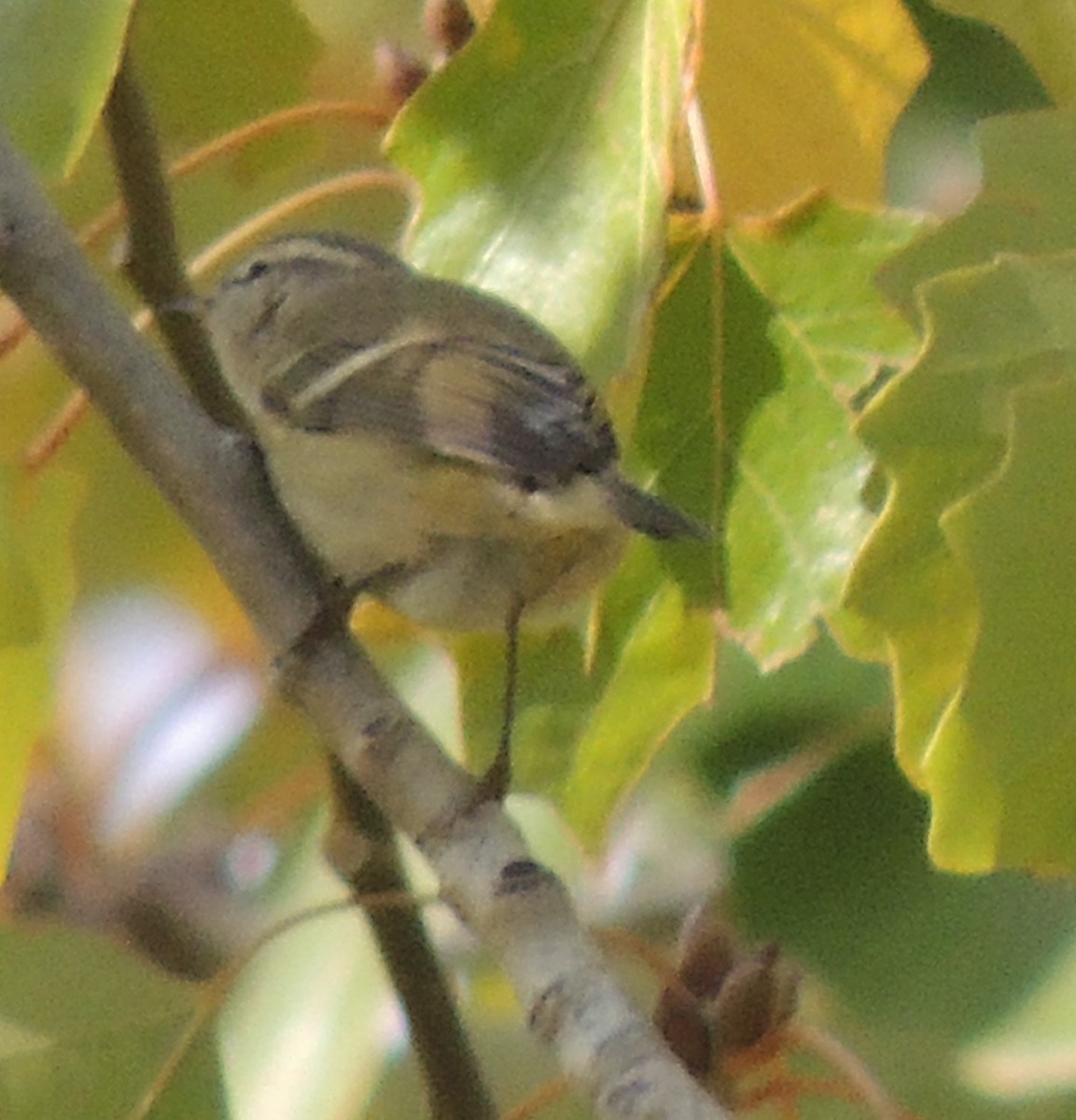 Hume's Warbler - ML610249509