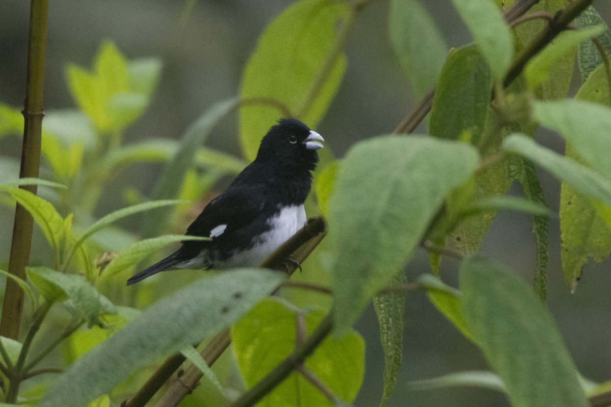 Black-and-white Seedeater - ML610249758