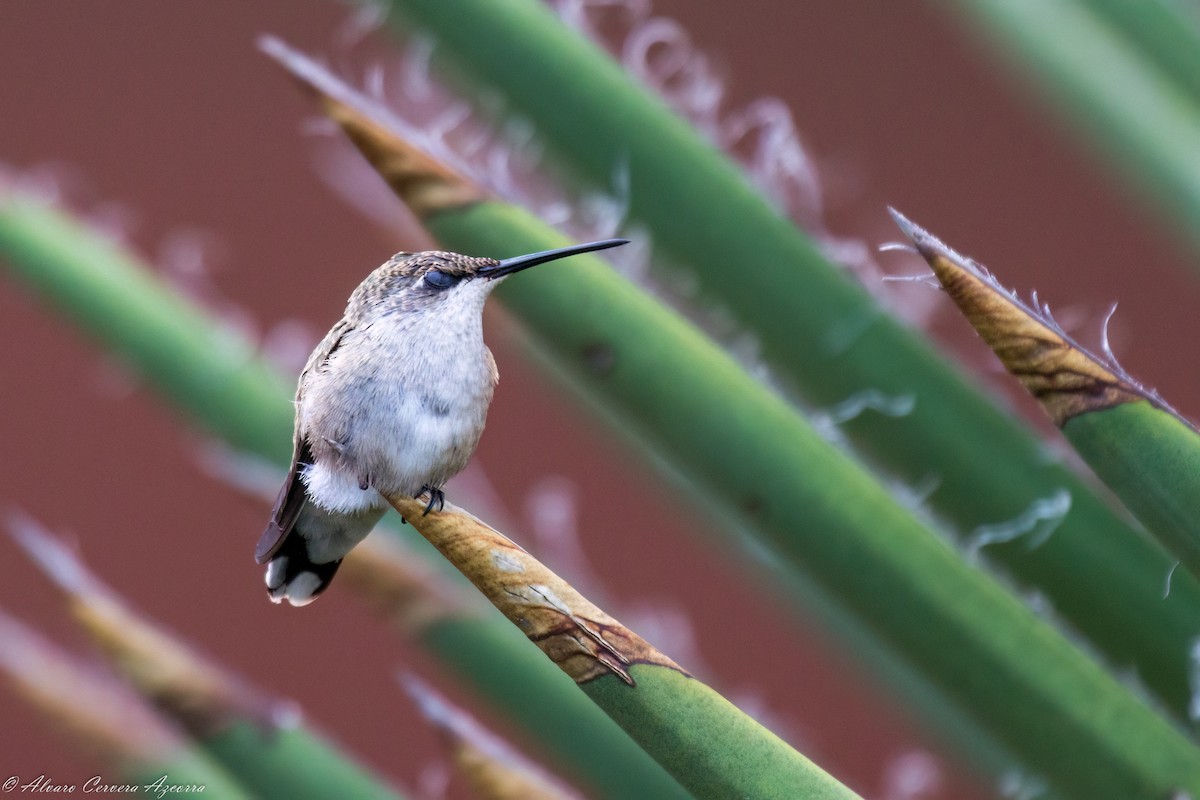 Black-chinned Hummingbird - ML610249784