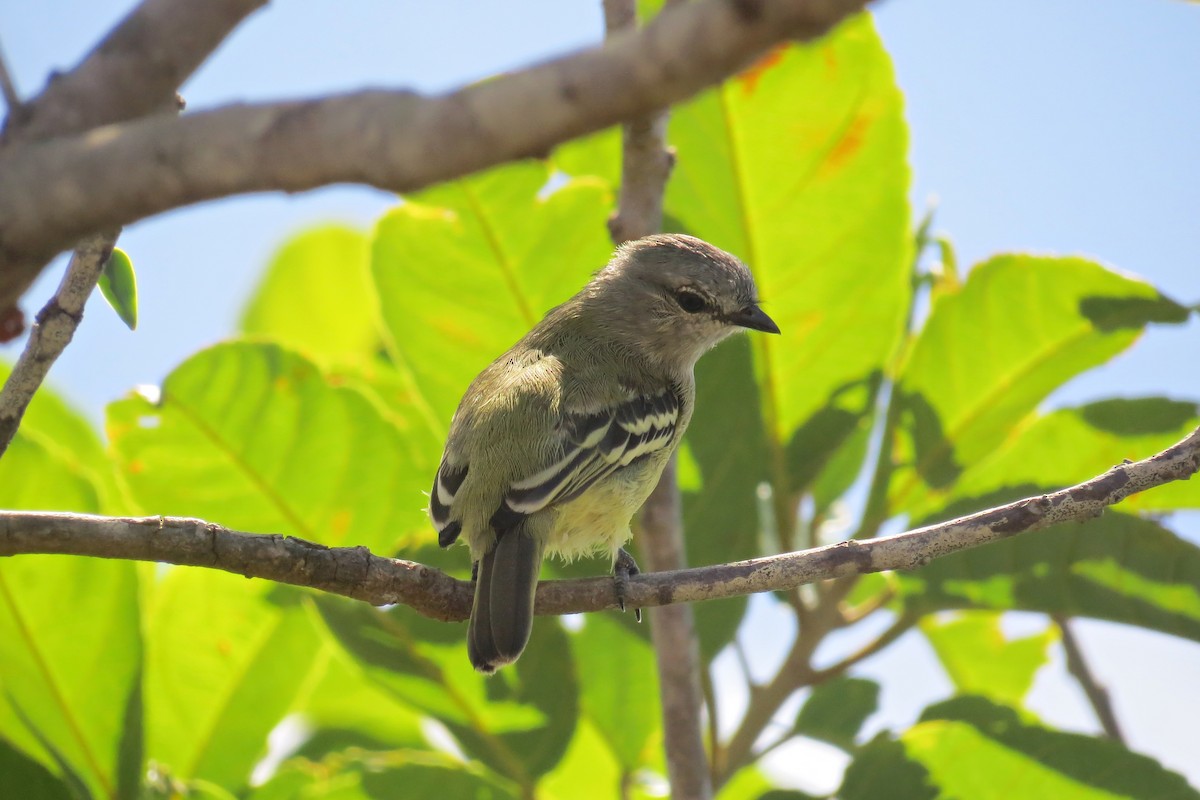 Yellow-crowned Tyrannulet - ML610249882