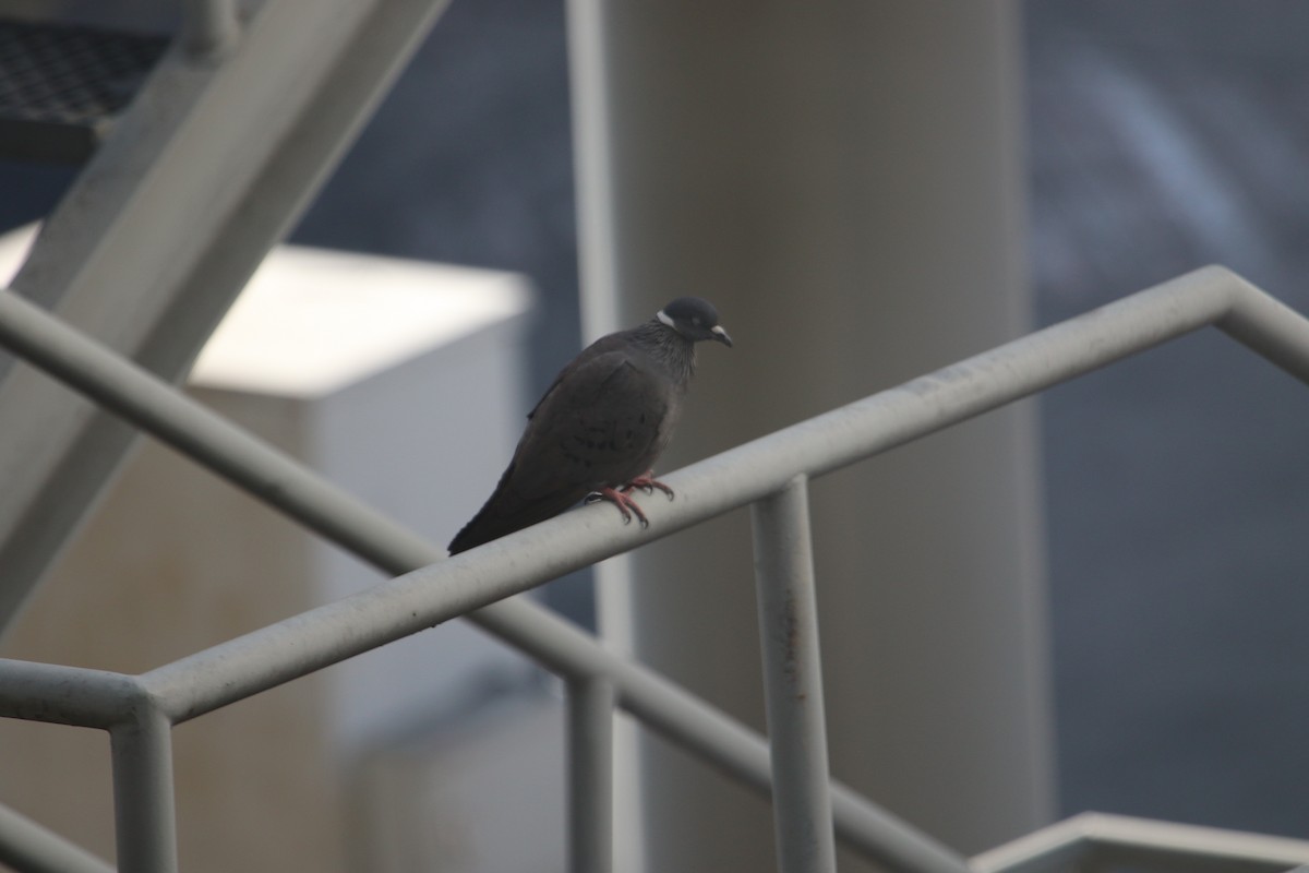 White-collared Pigeon - ML610249892
