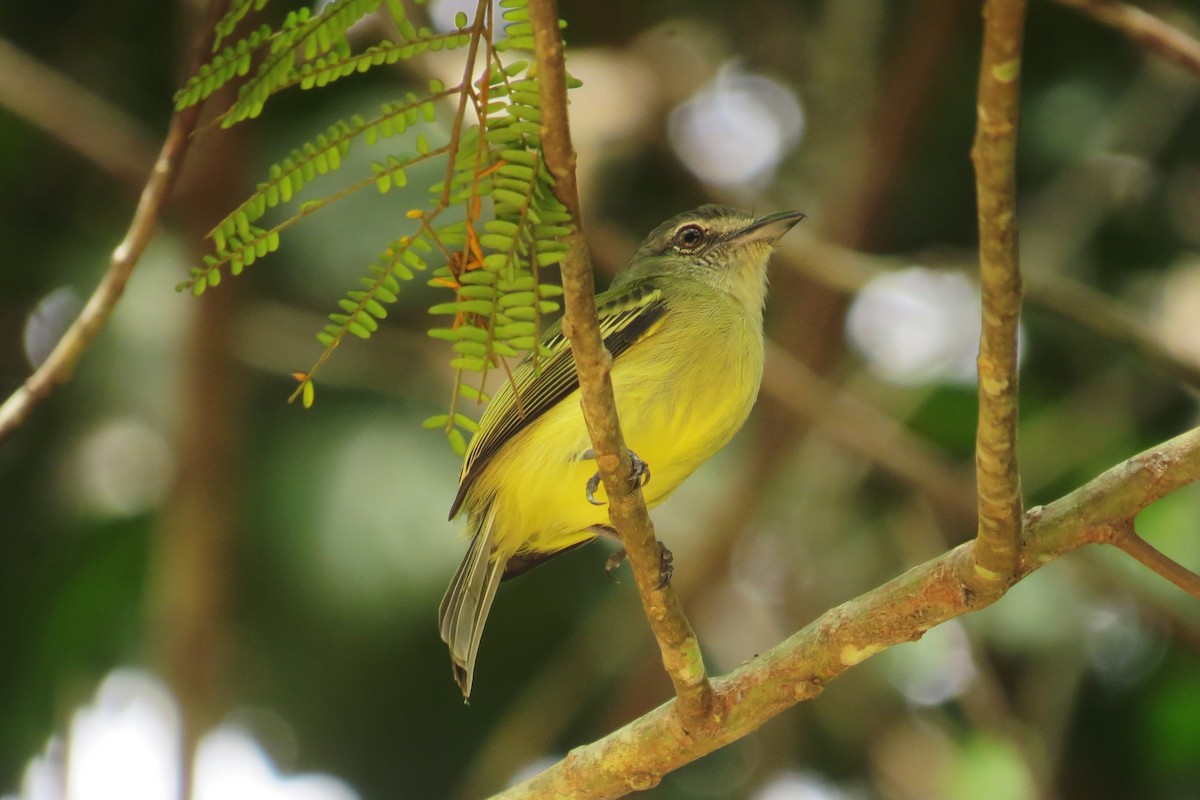 Gray-crowned Flatbill - ML610249895