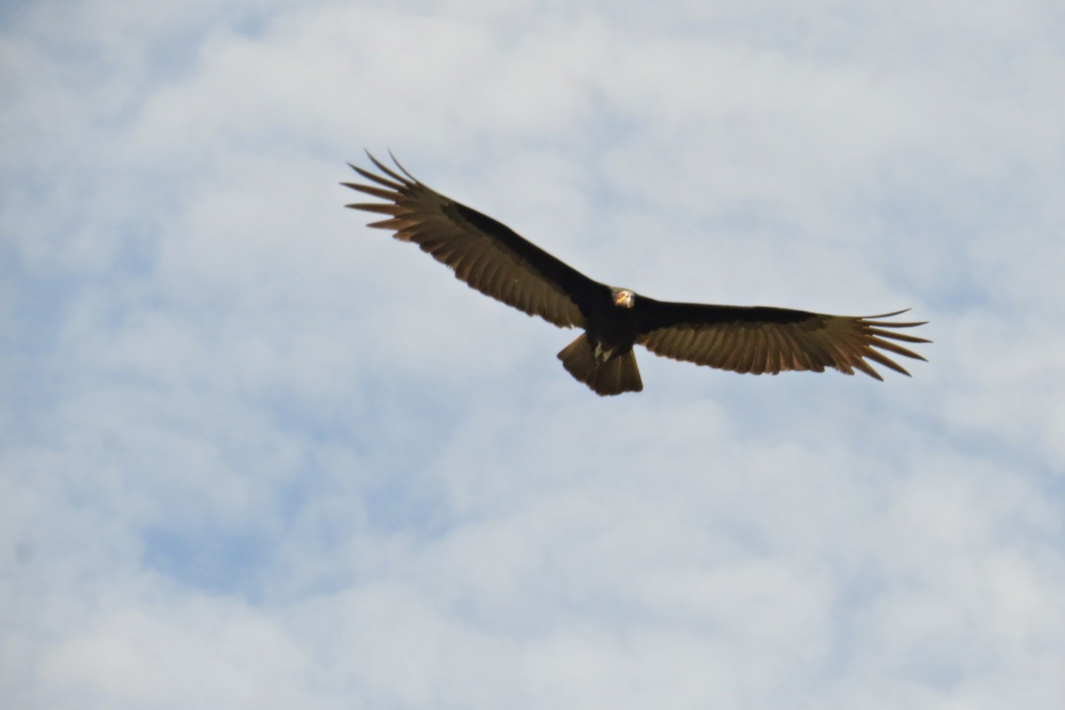 Lesser Yellow-headed Vulture - ML610249923