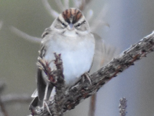 Chipping Sparrow - ML610249941