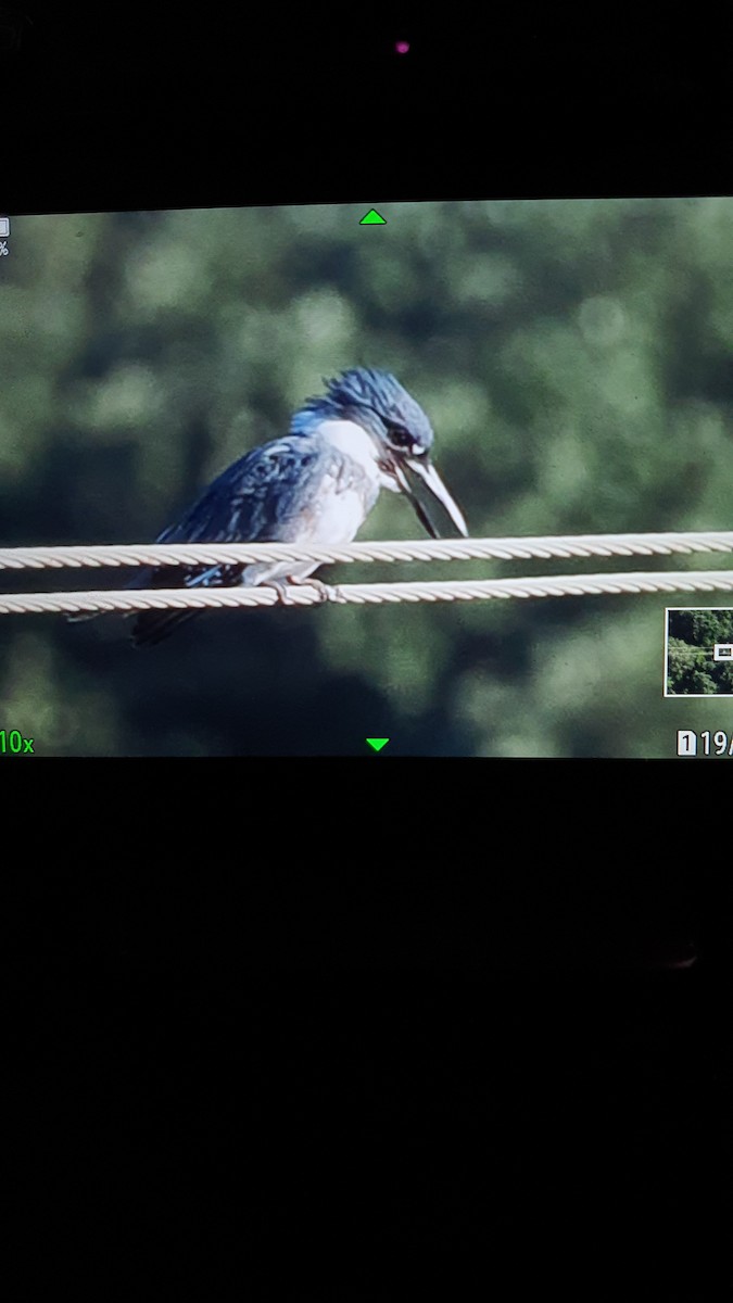 Belted Kingfisher - ML610250101