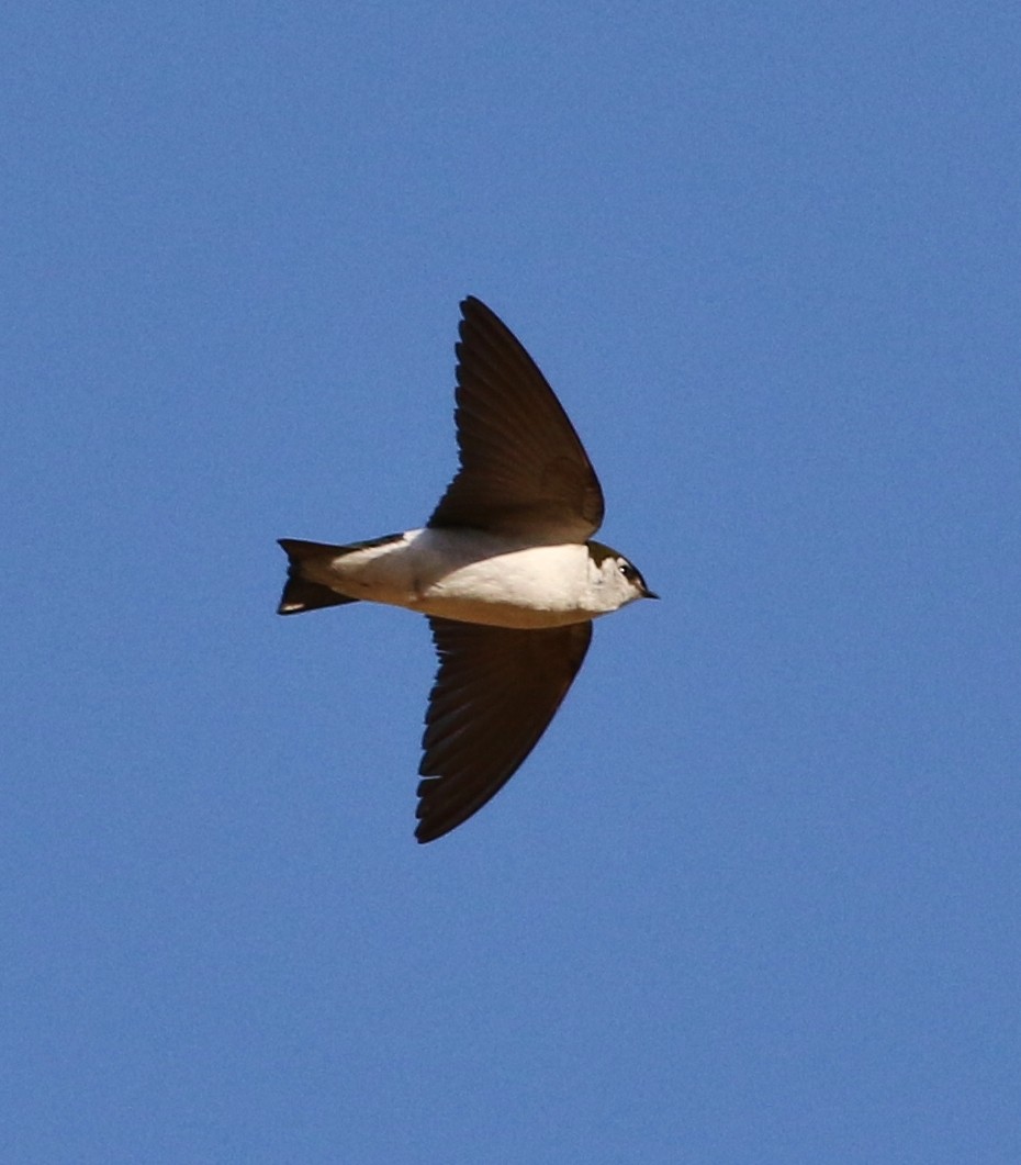 Violet-green Swallow - ML61025031
