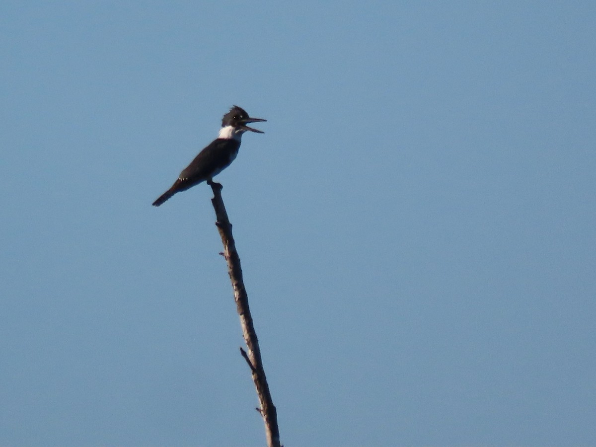 Belted Kingfisher - ML610250322
