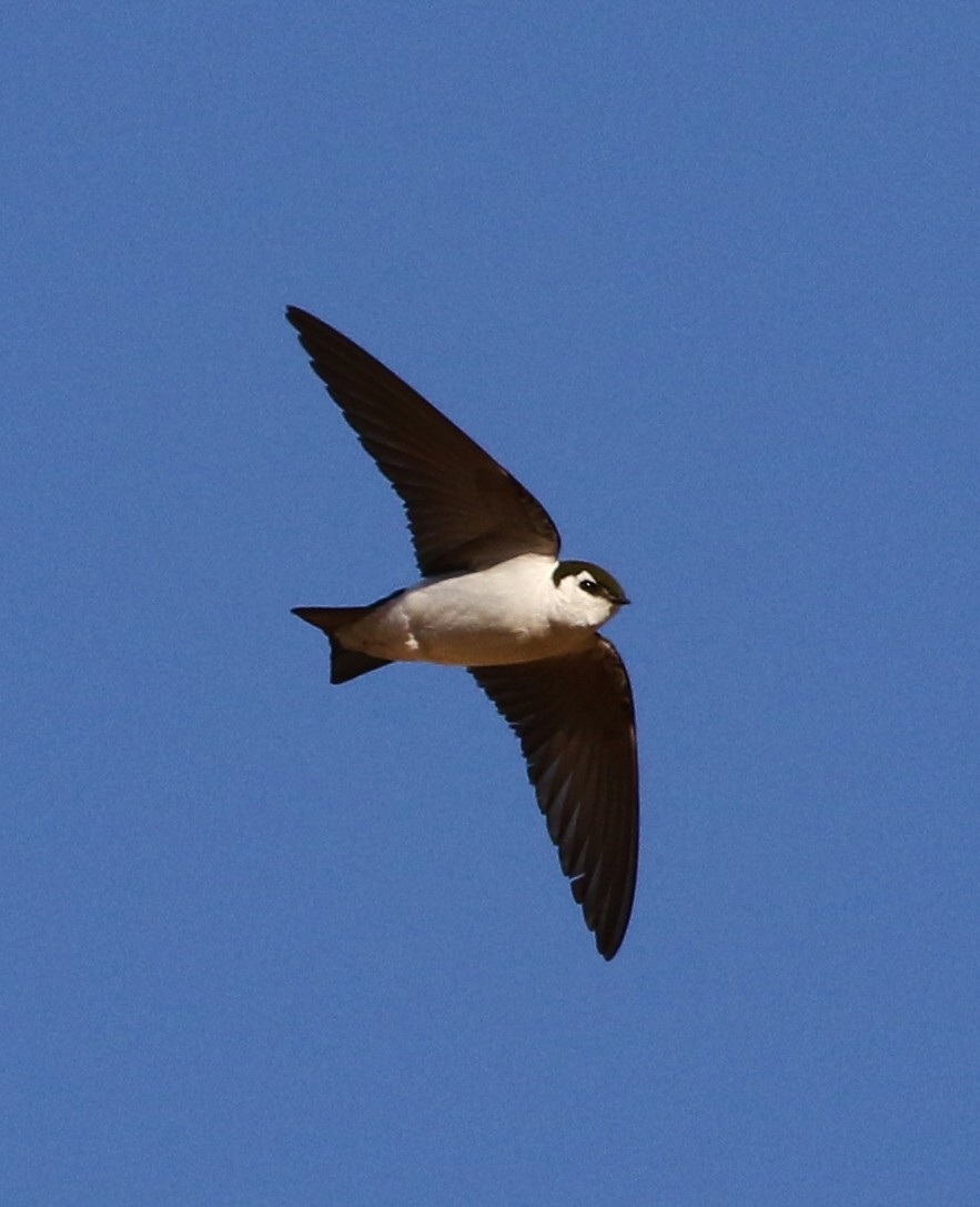 Violet-green Swallow - ML61025041